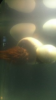 海遊館2.jpg