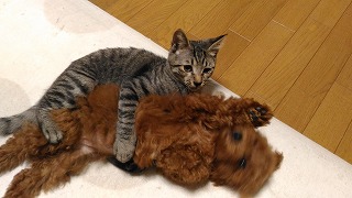 犬と猫.jpg