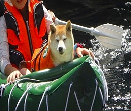 inu1.jpg