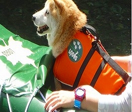 inu2.jpg
