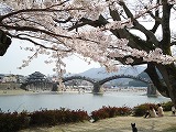 さくらみてきました。