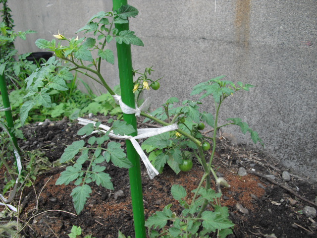 プチ菜園