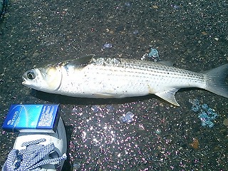 チヌ釣り