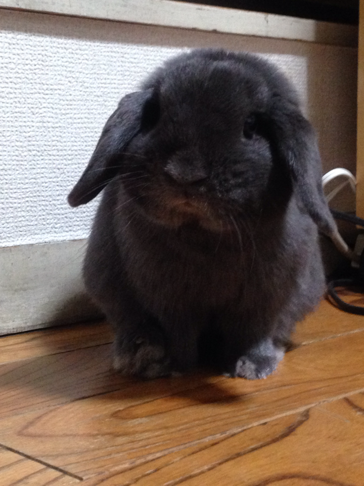 癒し