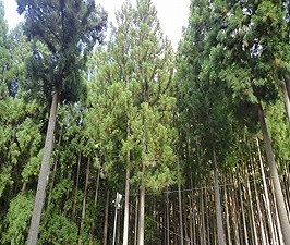 キャンプ　家族＋愛犬の巻き