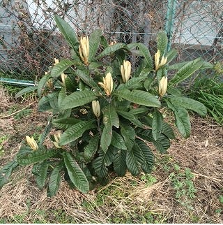 桃栗三年柿八年、、、枇杷は何年？