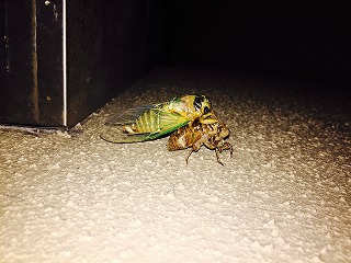 珍しい物発見！！