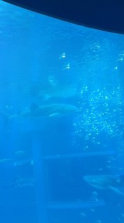 海遊館